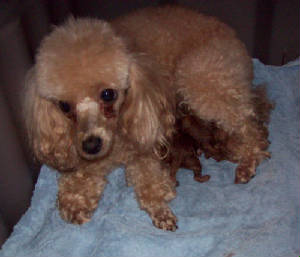 anniebabies_nb_2775.jpg