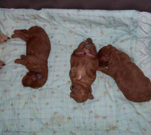georgiapetemae_10days_2913.jpg