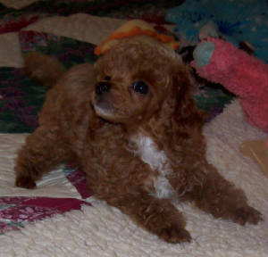 grasshopper11wk_w_8628.jpg