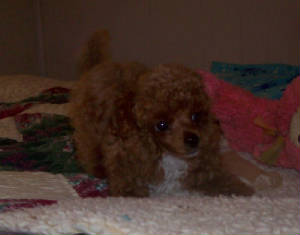 grasshopper11wk_w_8648.jpg