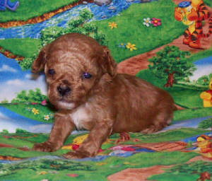 grasshopper4wk_13oz_7880.jpg