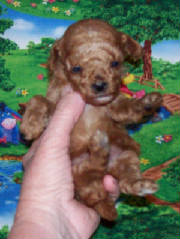 grasshopper4wk_13oz_7891.jpg