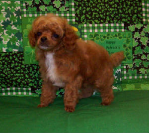 grasshopper7wk_19_5oz_8328.jpg