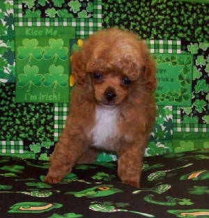 grasshopper7wk_19_5oz_8334.jpg