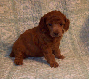mae_4.5wk_3209.jpg
