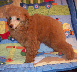 pete_13wk_3619.jpg