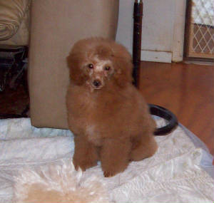 pete_17wk_3677.jpg