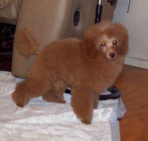 pete_17wk_3679.jpg
