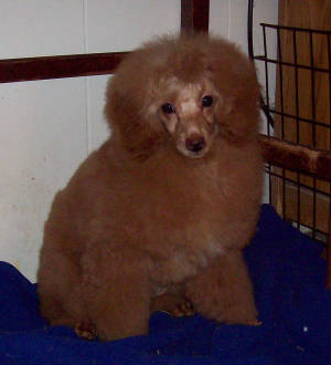 pete_17wk_3687.jpg