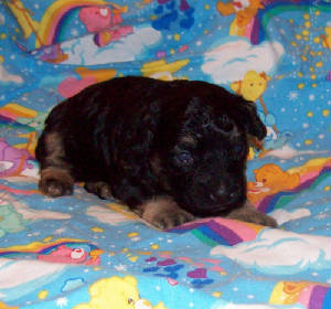 pull_2wk_3496.jpg