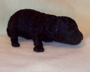 tug1wk_10oz_3426.jpg
