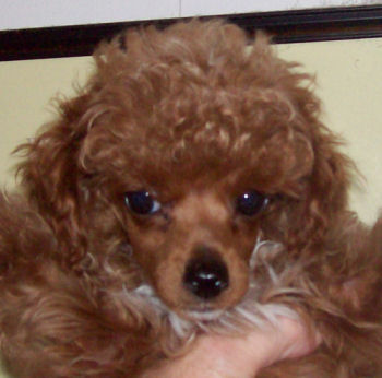 grasshopper11wk_face_8652.jpg