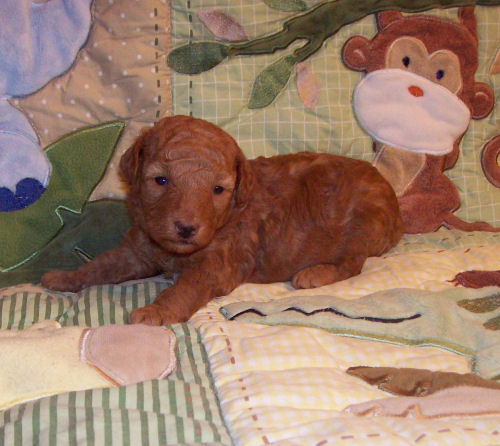 pete_3wk_2984.jpg