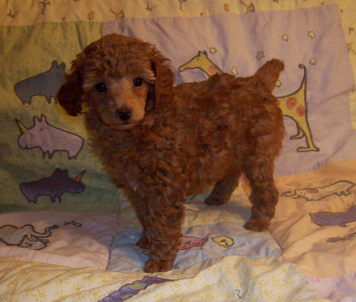 pete_6wk_3281.jpg